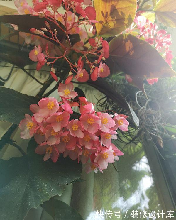 牡丹花状|农历8月7日开始，养花养个耐看的，花开赛牡丹，香飘溢满屋