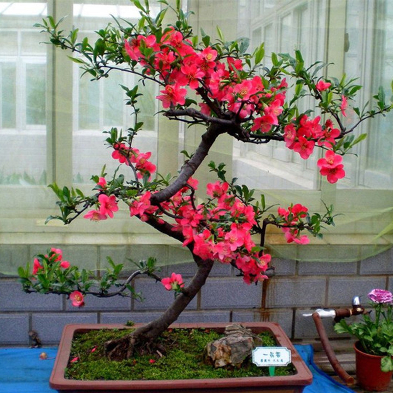 在家里种此树，除了观赏性强，长大了很值钱