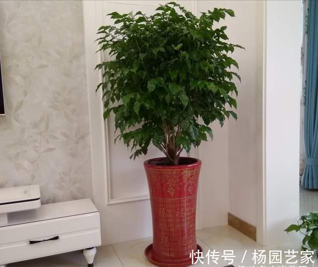 金钱树|5种“旺财花”，建议客厅养一盆，净化空气，格调高雅上档次