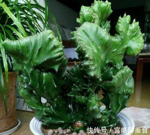 风水|阳台养花要“讲究”，3种“再丑”也要养一盆，镇宅又旺运