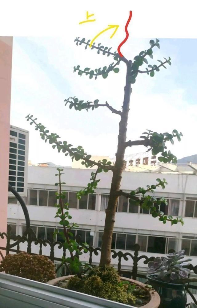 养3种花“多修剪”,2年养成“6层塔”,放在家里真“养眼”