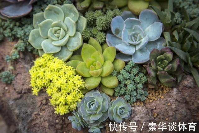 花友们|养多肉,花友们“别踩”这3误区,不然养一盆坏一盆