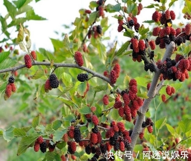 种树|古人说的：“五树进宅，人穷家败”，是指哪5种树，为何不能栽？