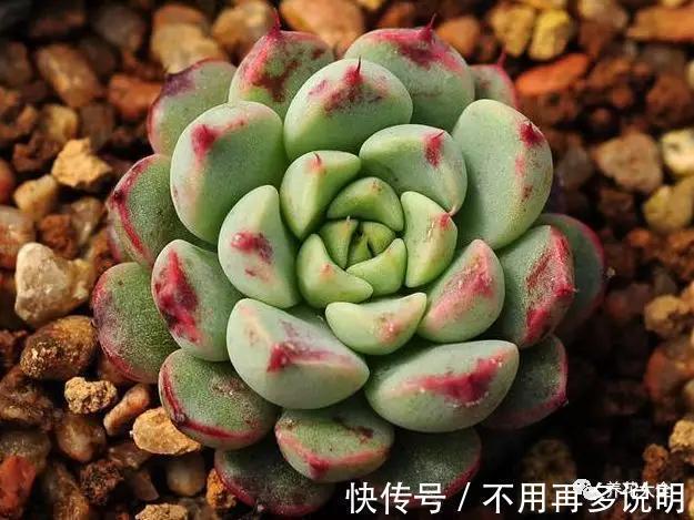 干透|多肉就养这7种,散养不用管也能呼呼长,想养死都难!