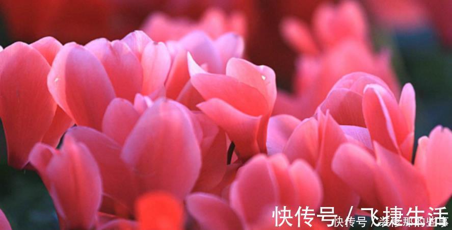 仙客来|3种高贵“女王花”,高贵迷人,雍容华贵,养护简单!