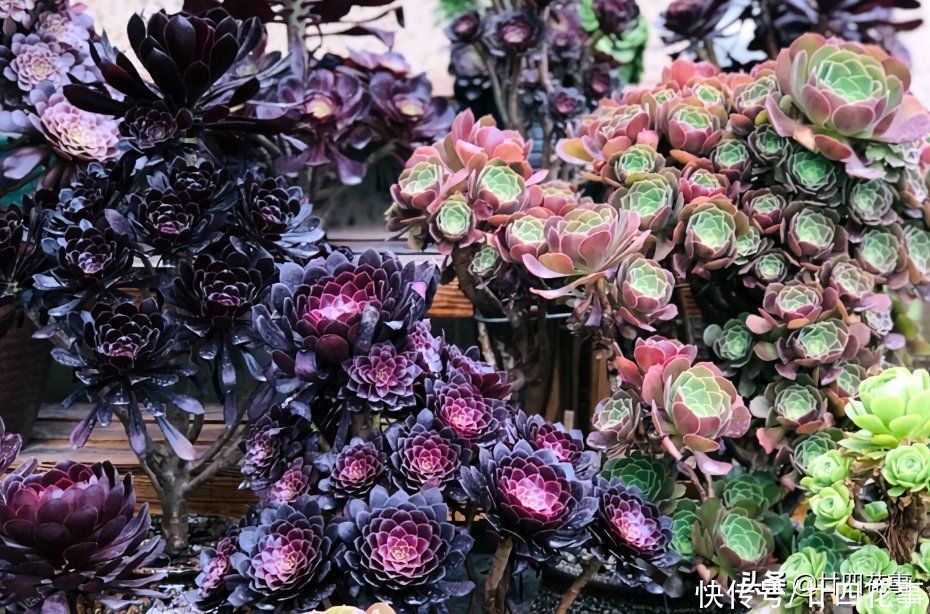 多肉|2种多肉“睡美人”，“梦中”度夏，休眠更美，值得拥有