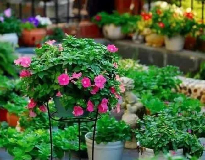 3种过期药片扔掉很浪费,用来做花肥,比买花肥料还好用,又省钱