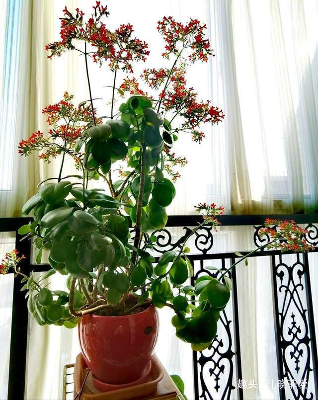 病虫害|长寿花什么时候修剪三种情况赶紧剪,越剪越旺盛,开成大花球