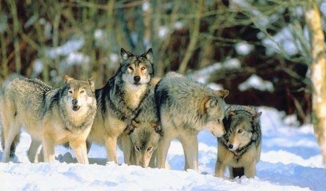 老祖宗|老祖宗智慧男怕孤、女怕寡,狼怕托狗怕摸,古人这么说有何用意