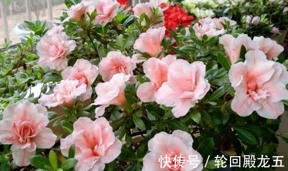 家庭养花,上哪儿给它们找肥料?这4样想弄多少就有多少