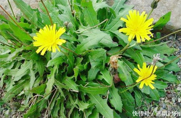 户外常见的“野草”,竟是肝“天然卫士”,泡水喝肝会“感激”你
