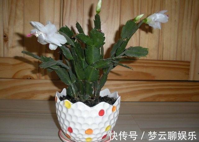 肥料|蟹爪兰开败了，“肥料”一定要给足，叶子厚实有力，下次开花变多