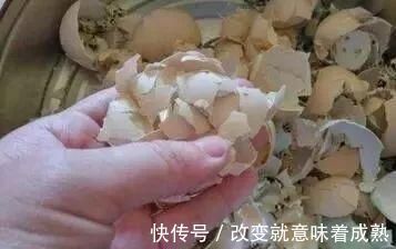 虎皮兰|3种没人要的“玩意”,捡一点养花,肥效好,还防冻!