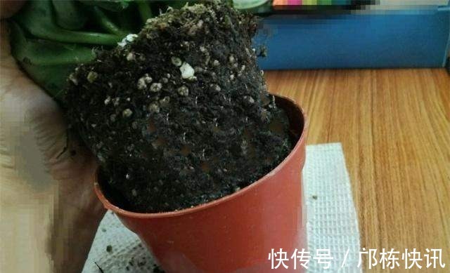 长寿花一换季就生病,不及时消毒,黑腐从头烂到尾!