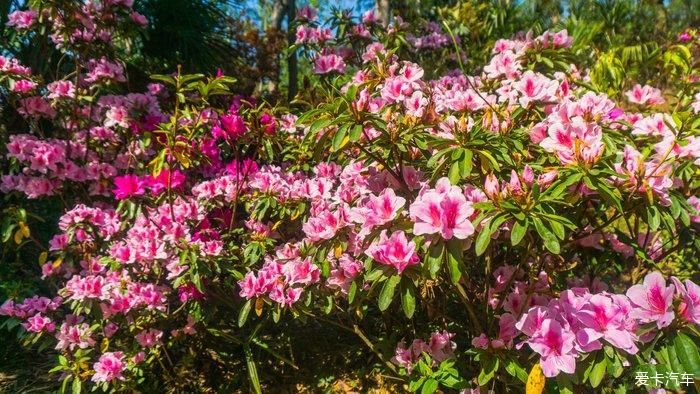 郊野公园看春花