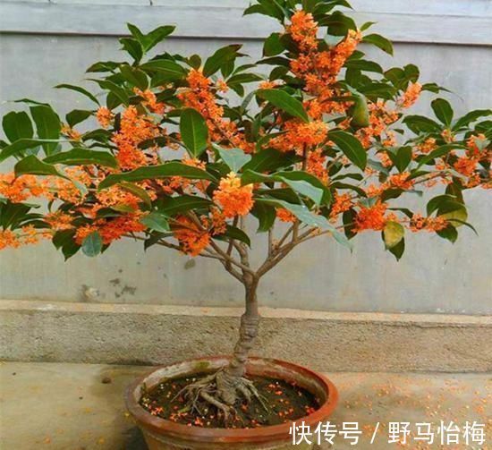 大丽花|立秋后,这2种档次花,摆在家里观赏性强,一直开花到初冬