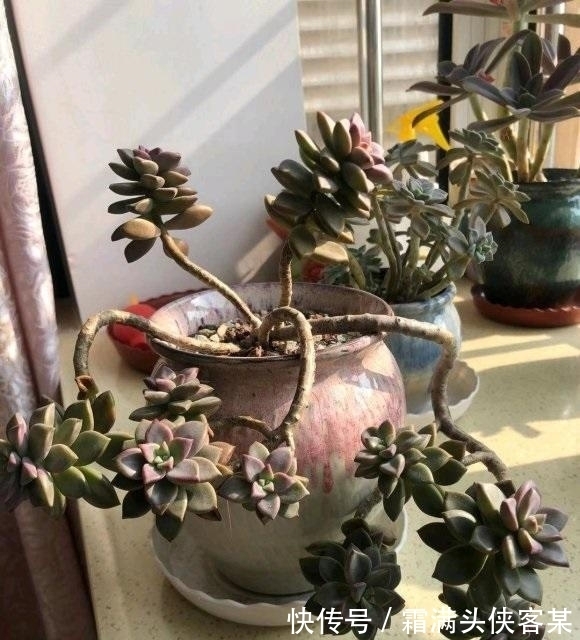 新手|这些价格便宜的多肉,好养,容易出状态,最适合新手花友养