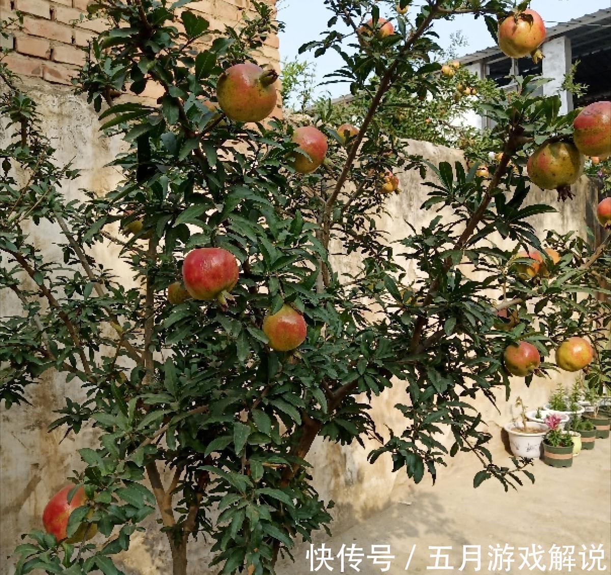 罗汉松|7种树“进宅”,旺财镇宅,延绵百年,家里有地方,一定养一棵