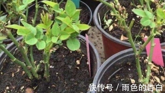 月季半死不活的吗,整顿的机会到了