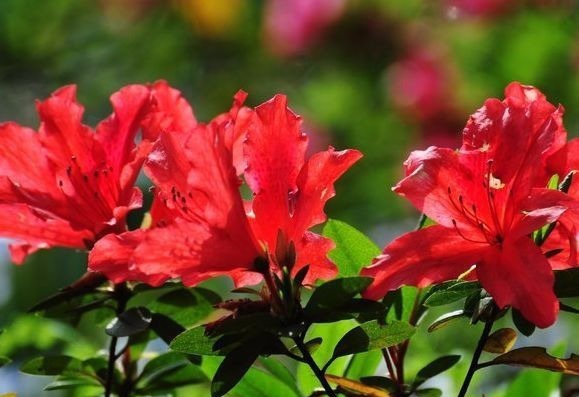 养此款花卉，福旺运旺财更旺，财运爆发，事业风生水起