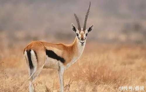 更上一层楼|凭第一眼的感觉,哪棵树最入你眼测未来你的孩子会不会有出息