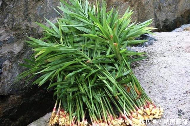 切2块“生姜”放盆里,15天后“冒小芽”,2个月成盆景,采挖一茬