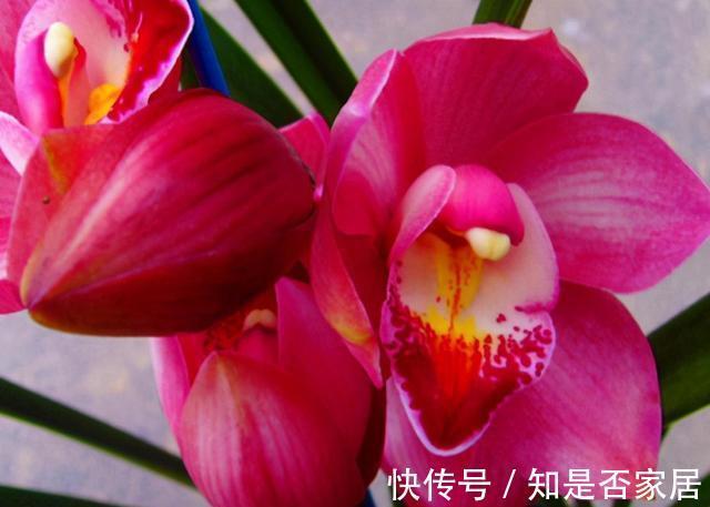 建兰|有着开花机器美誉的大将军,花朵又大又香开花成串显档次