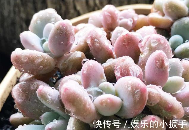 多肉过冬有“5怕”，避开了，零下五度冻不死，还能越冻越美丽