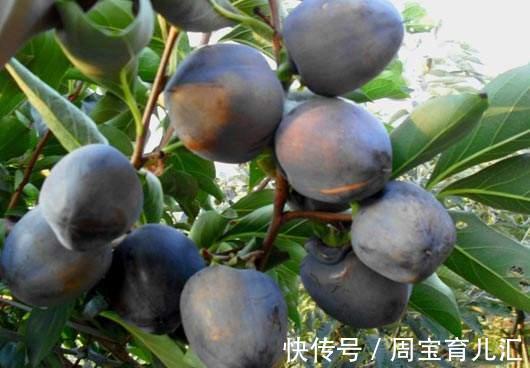 巧克力布丁|人到中年想长寿,多吃以下果蔬,排毒润肠,滋润皮肤,改善血液