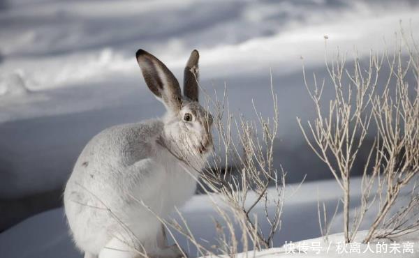 “春不捡鸡,冬不捡兔”,有何意?冻死的兔子为啥不能捡回家?