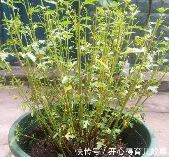 10种花,一降温就黄叶,赶紧换个地方养