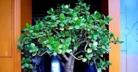 养花不如“养树”，这3种最合适，养人、旺财、吸甲醇，值！