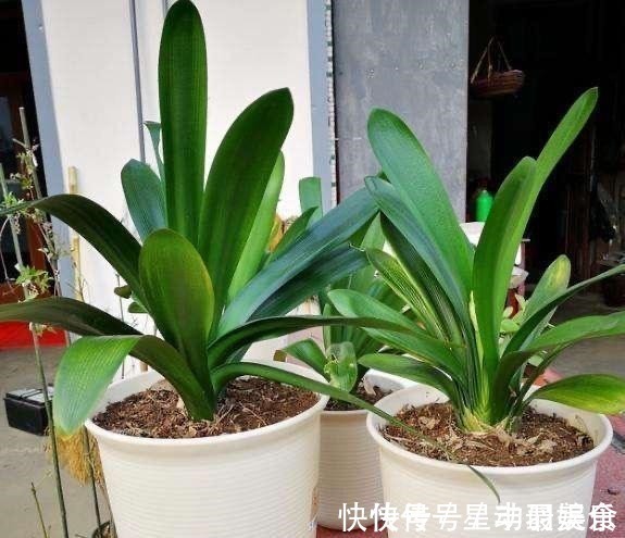 叶土|君子兰盆里放2样东西,啥肥不用给,照样花苞多、叶满盆