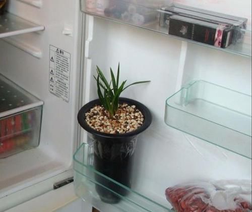  放在|兰花出现这种现象，放在冰箱里冻一冻，来年就能发芽，比生根粉强
