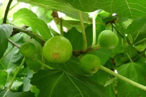 美容养颜|以下叶子是女人的最爱，拿来泡水，每天一杯，美容养颜、燃烧脂肪