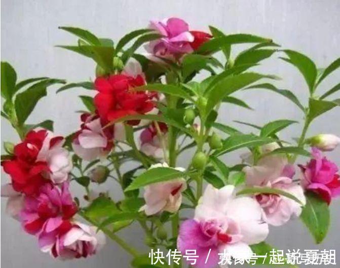 金鱼|此几款花卉,高端大气,花朵硕大花期长,漂亮好养