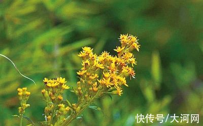 一枝黄花|河南排查、处理数万株“加拿大一枝黄花”我省这种花还处萌芽期 不必恐慌