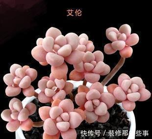 多肉中的“四胞胎”,长相相似却各有千秋,教你这样辨别!