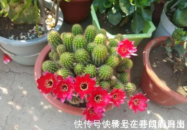 天冷|天冷了,15种漂亮花喜欢“大太阳”,多晒长得壮,花更多