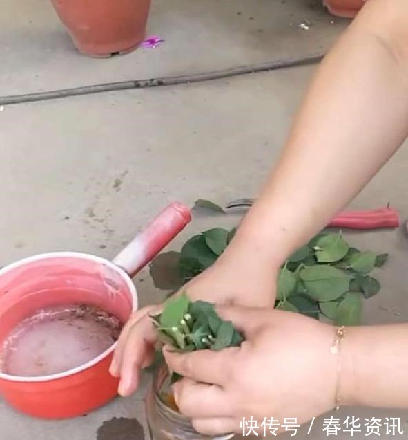 生根剂|三角梅剪下来的枝条别扔,剪一堆枝,扦插几十盆,个个枝丫乱窜