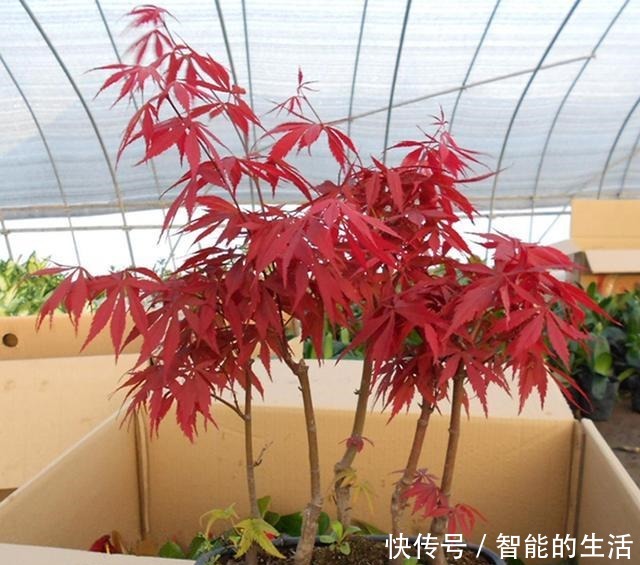 还在养绿萝丢了吧!此花落土即活,阳台放一盆,高端大气寓意好!