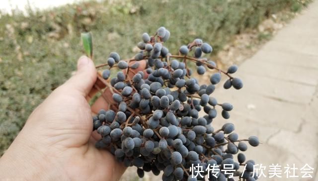 植物|它是养肝明目“特效药”,路边很常见,遇到别错过