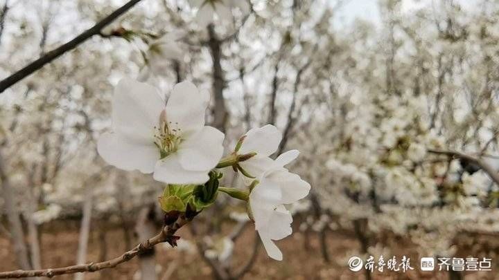 济南平阴北市村首届樱花节开幕