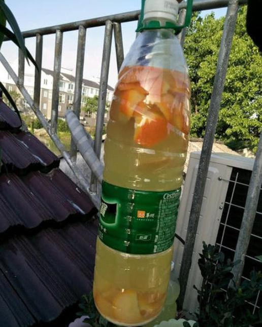 1种家家都有的“废水”,简单一处理,养啥旺啥,多肉也不例外