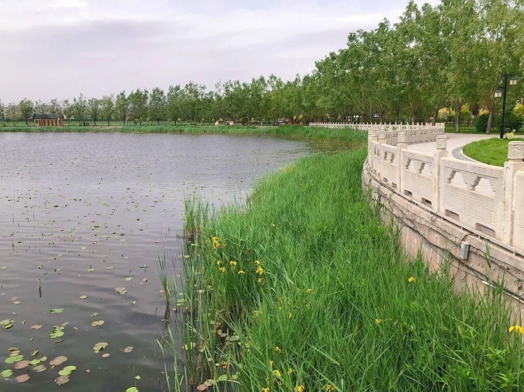 白银黄河湿地公园|正是赏莲好时机！白银黄河湿地公园睡莲盛开美如画，别错过哦！