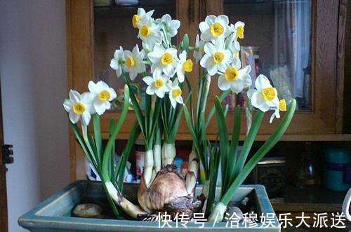 黑名单|“3种花”已经被懂行的人拉入黑名单，就是再有钱，也别养室内