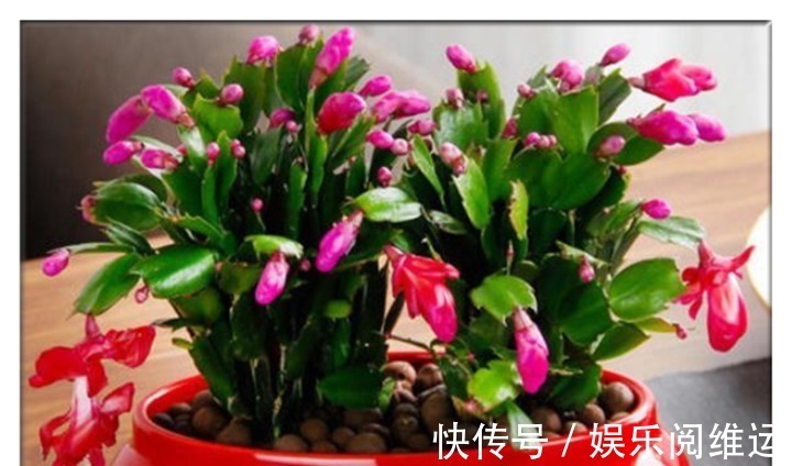 鸡蛋壳|蟹爪兰长势缓慢,一定要喂点它,半个月就能长成小瀑布