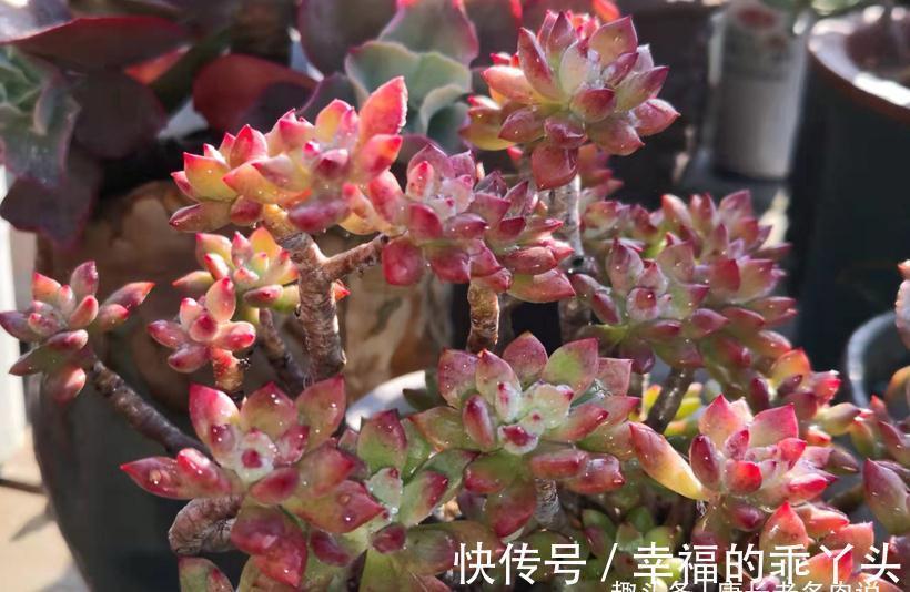 冬天|多肉冬天可以移盆，但要注意“3要点”和浇水方法，要不然难服盆