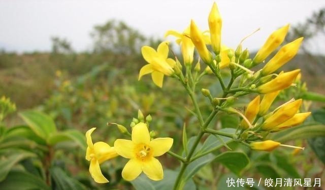 全株|全株有毒却成“网红花”,商家告诉你它多漂亮,却不说毒性有多强