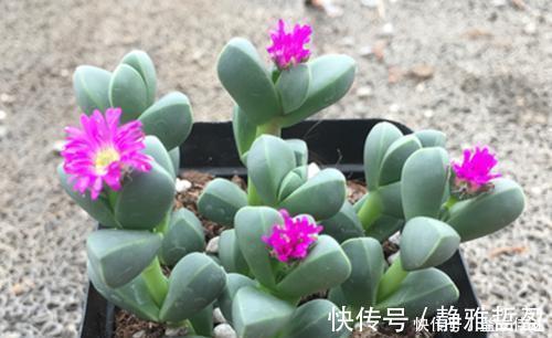 3种多肉别再室内养,养花大神都避开,你也别再当作宝!